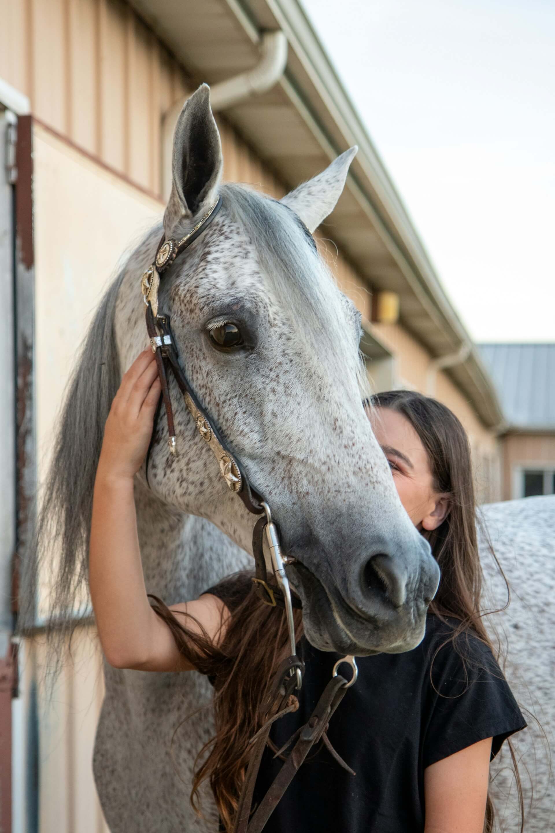 Pferd mit Person